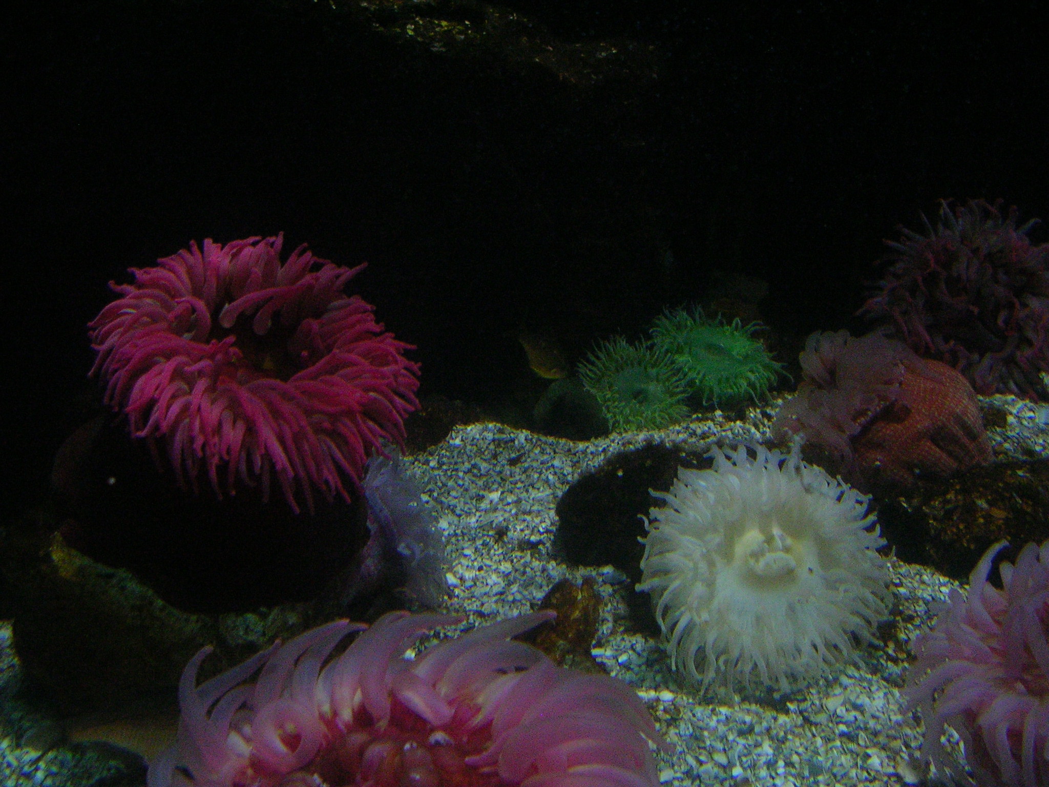 Fishes in National Acquarium