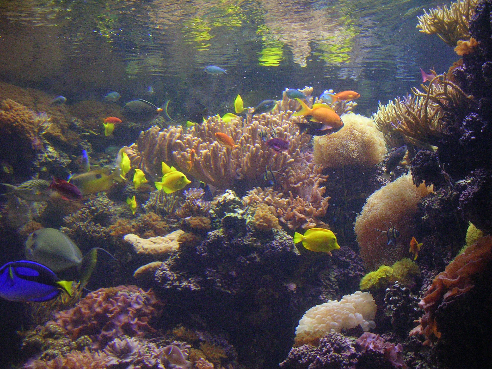 Fishes in National Acquarium
